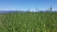 Axudas para o apoio aos investimentos nas explotacións agrícolas